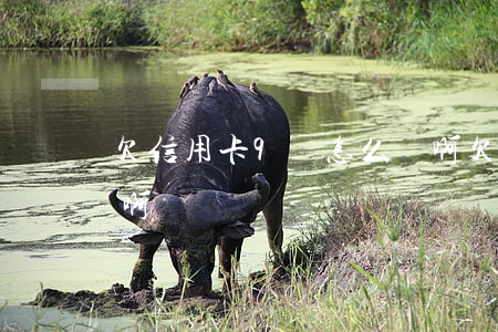 欠信用卡9萬怎么還啊(欠信用卡9萬怎么還啊)