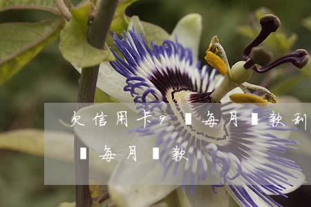 欠信用卡9萬每月還款利息多少（欠信用卡9萬每月還款）