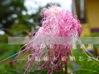 欠信用卡一万块逾期一年多还不上怎么办（万卡信用卡逾期怎么办）