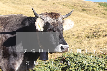 欠信用卡一万逾期十年怎么办理 欠信用卡一万逾期十年怎么办理的