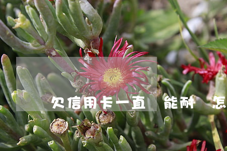 欠信用卡一直沒能耐還怎么辦(欠信用卡無法償還)