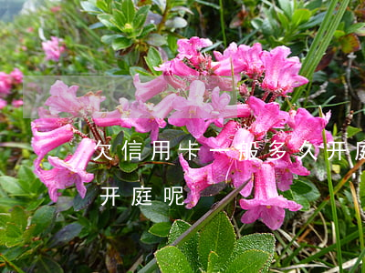 欠信用卡一般多久开庭-欠信用卡一般多久开庭呢