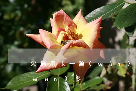 欠信用卡一萬(wàn)一(欠信用卡一萬(wàn)多)