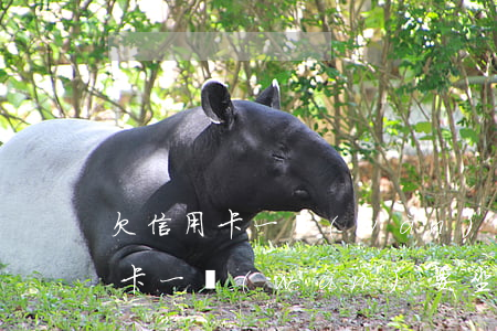 欠信用卡一萬(wàn)怎么借錢-欠信用卡一萬(wàn)要坐牢嗎
