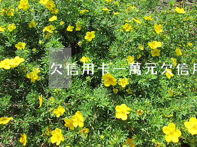 欠信用卡一萬元(欠信用卡一萬元)