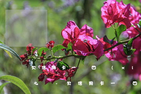欠信用卡一萬四現(xiàn)在還不上怎么辦-欠信用卡一萬四現(xiàn)在還不上怎么辦呢