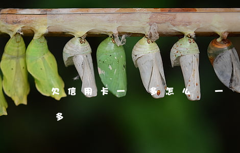 欠信用卡一萬多怎么辦（一張信用卡欠了一萬多）