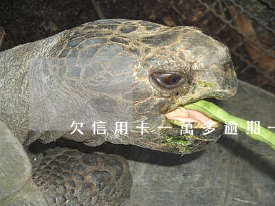 欠信用卡一萬多逾期一年了浦發(fā)-