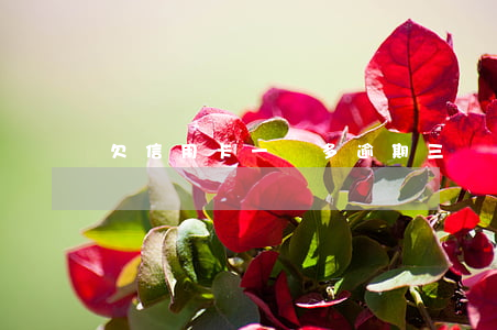 欠信用卡一萬多逾期三個月怎么辦