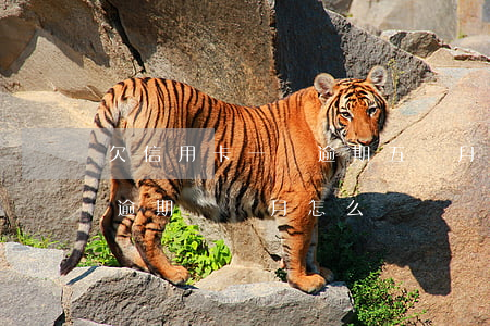 欠信用卡一萬逾期五個月怎么辦（信用卡一萬逾期兩個月怎么辦）