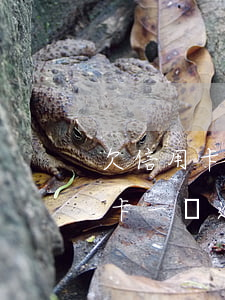 欠信用卡一萬逾期兩年還多少本金-欠信用卡一萬逾期兩年還多少本金合適