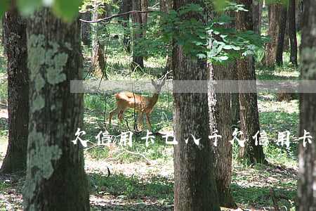 欠信用卡七八千(欠信用卡幾千會坐牢嗎)