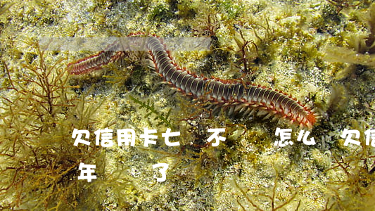 欠信用卡七萬不還會怎么樣(欠信用卡8萬3年沒還了)