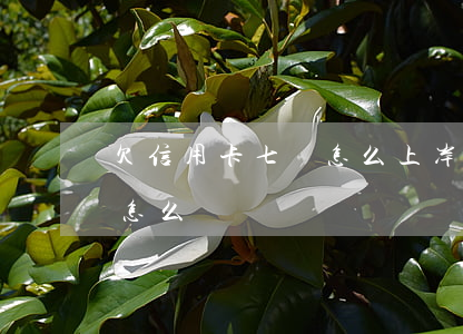 欠信用卡七萬怎么上岸(欠信用卡七萬沒錢還怎么辦?)