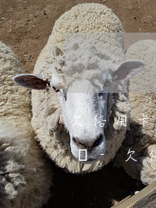 欠信用卡三十多萬現(xiàn)在還不出來-欠信用卡三十多萬現(xiàn)在還不出來怎么辦