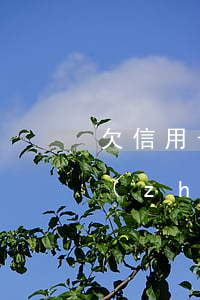 欠信用卡上失信人名單了（信用卡逾期失信執(zhí)行人）