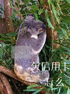 欠信用卡上岸怎么協(xié)商(欠信用卡錢怎么協(xié)商還款)