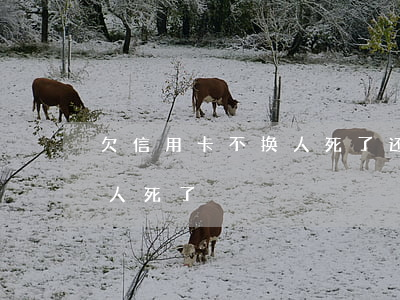欠信用卡不换人死了还要还吗（欠信用卡不换人死了）