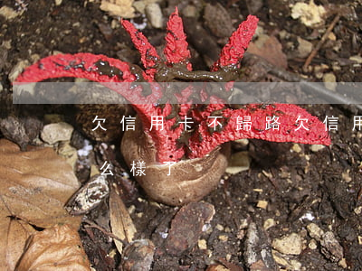欠信用卡不歸路(欠信用卡不還的人最后都怎么樣了)