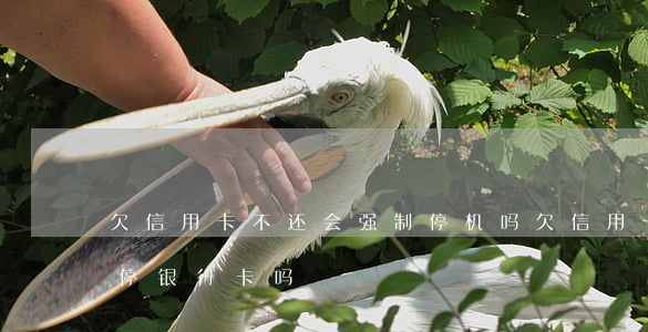 欠信用卡不还会强制停机吗(欠信用卡钱会被停银行卡吗)