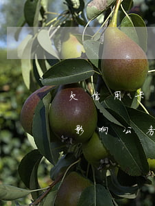 欠信用卡不还影响政审吗(信用卡逾期还款会影响公务员政审吗)