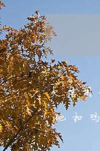 欠信用卡不还被划扣(欠信用卡钱不还会在其他扣吗)