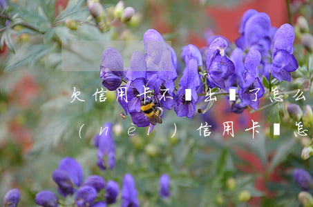 欠信用卡不還出國了怎么辦(出國后不還國內(nèi)信用卡會怎樣)