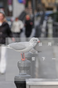 欠信用卡不還影響下一代嗎(欠信用卡不還影響下一代嗎)