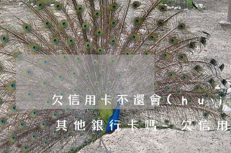 欠信用卡不還會(huì)凍結(jié)其他銀行卡嗎-欠信用卡不還會(huì)凍結(jié)其他銀行卡嗎安全嗎