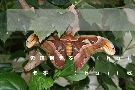 欠信用卡不還會(huì)找親屬么(欠信用卡不還會(huì)找親屬么)