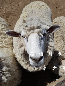 欠信用卡不還會(huì)被判幾年(欠信用卡多少年后可以不追究)