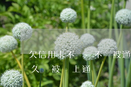 欠信用卡不還會不會被通緝(欠信用卡逾期多久會被網上通緝)