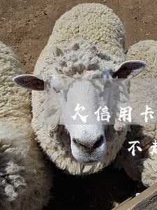 欠信用卡不還會影響家人嗎(欠銀行信用卡的錢還不起會影響家人嗎)
