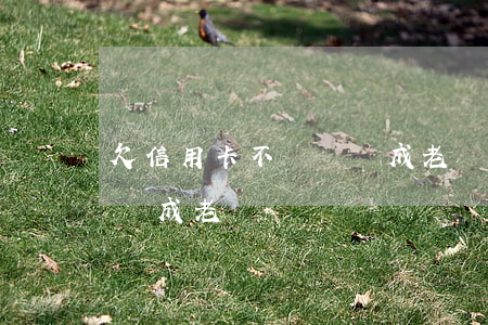 欠信用卡不還會變成老賴嗎(欠信用卡不還會變成老賴嗎)