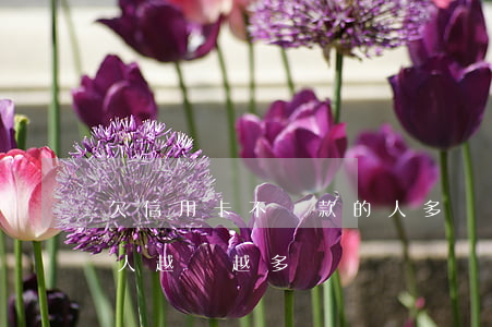 欠信用卡不還款的人多嗎(為什么欠信用卡的人越來越多)
