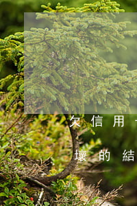 欠信用卡不還的后果是什么(欠信用卡不還最壞的結果是什么)