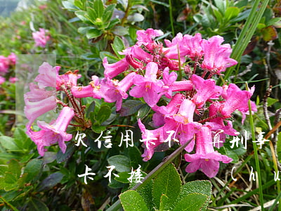 欠信用卡不還算刑事責(zé)任嗎(欠信用卡不接電話會(huì)形成刑事責(zé)任嗎)