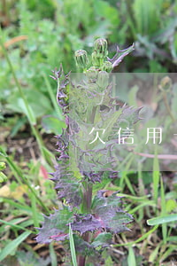 欠信用卡不還能出國嗎(欠信用卡錢可以出國嗎)