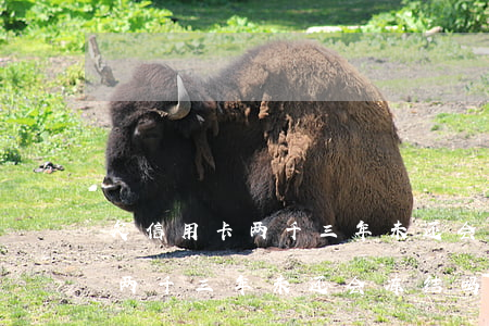 欠信用卡两千三年未还会冻结吗-欠信用卡两千三年未还会冻结吗怎么办