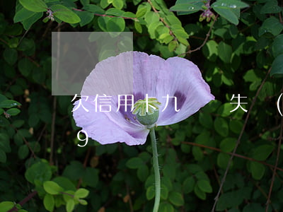 欠信用卡九萬沒失聯(lián)(欠信用卡9萬)