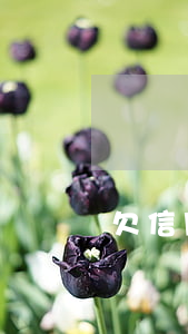 欠信用卡二萬五年未還被起訴嗎-