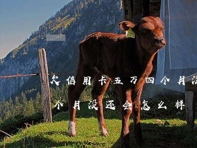 欠信用卡五万四个月没还-欠信用卡五万四个月没还会怎么样