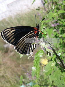 欠信用卡五万块钱会坐牢吗（欠了五万多的信用卡）
