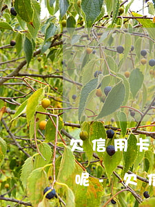 欠信用卡五個月沒還是什么結(jié)果呢-欠信用卡五個月沒還是什么結(jié)果呢怎么辦