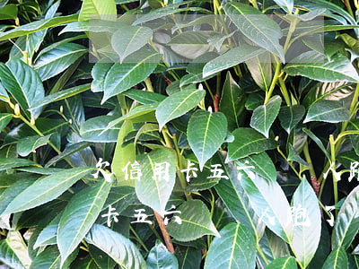 欠信用卡五六萬錢人跑了會通緝嗎-欠信用卡五六萬錢人跑了會通緝嗎知乎