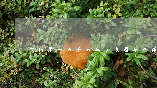 欠信用卡五千五年了沒還怎么辦-