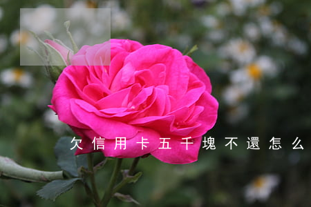 欠信用卡五千塊不還怎么辦