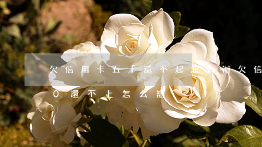 欠信用卡五千還不起怎么辦 欠信用卡5000還不上怎么辦