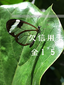 欠信用卡五百块(欠信用卡五百块钱两天违约金15)
