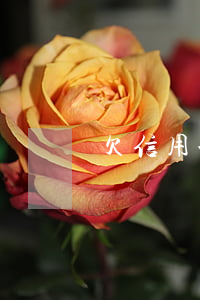 欠信用卡人没了(欠信用卡人没了怎么还钱)